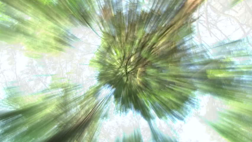 Abstract background imagery in forest.