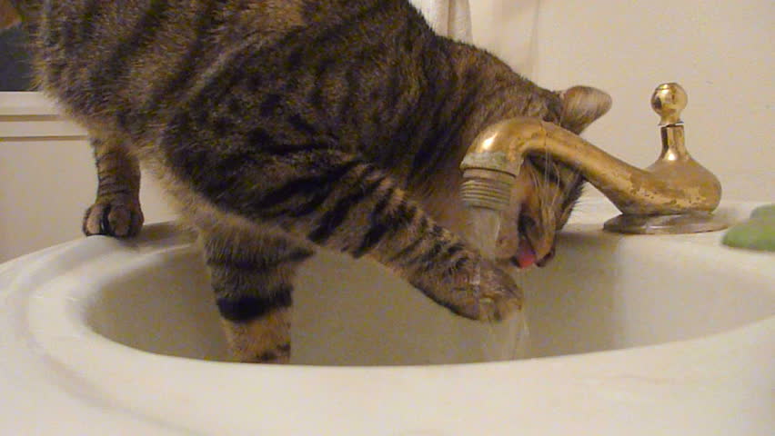 Cute cats playing with faucet in bathroom sink, licking paws and drinking.