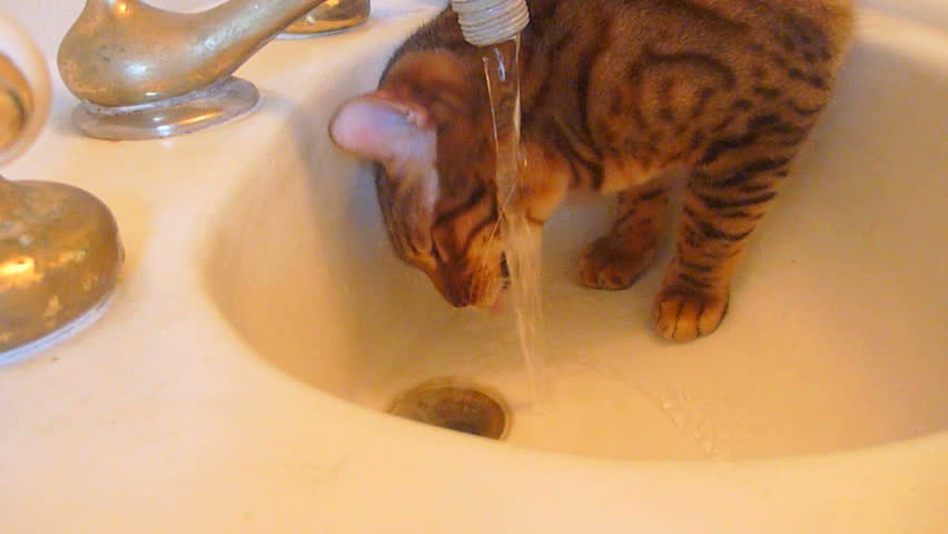 Cute house cat playing in bathroom sink getting a drink of water. Royalty-Free Stock Footage #2303789