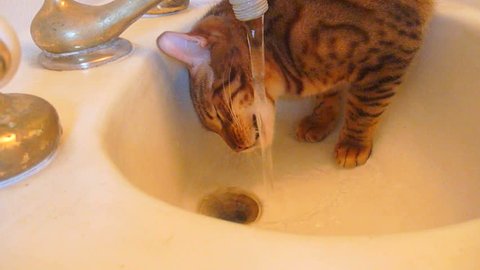 Cute house cat playing in bathroom sink getting a drink of water.