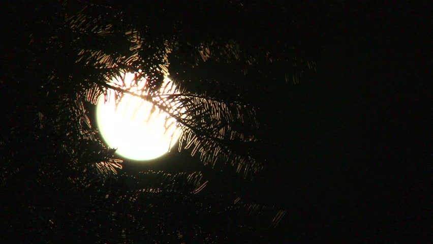 Full moon with quick focus to zoom out including pine tree at night.