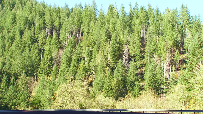 Speeding traffic travels through frame on forest highway in Oregon.