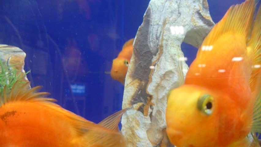 A group of cute gold fish at pet store swimming and interested in camera