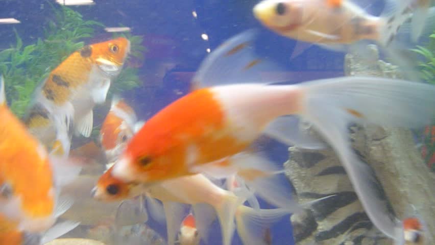 A group of various gold fish at pet store swimming and interested in camera