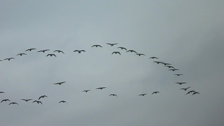 Many geese migrating south for the winter.