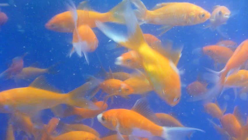 A group of gold fish at pet store swimming and interested in camera underwater.