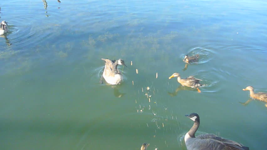 Male hand reveals cracker and throws it to a group of hungry ducks and geese.