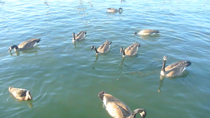 Geese and ducks find lunch in river marina.