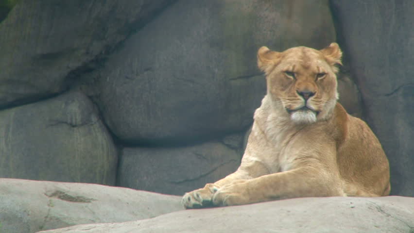 Full grown female lion resting on rocks, looking around.