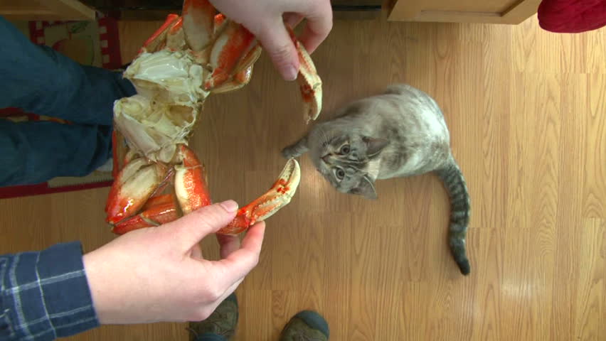 Cute house cat in kitchen begging for large dungeness crab..