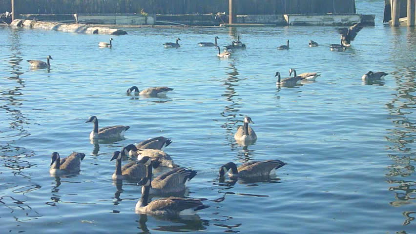 Many groups of geese and ducks find lunch in river marina.