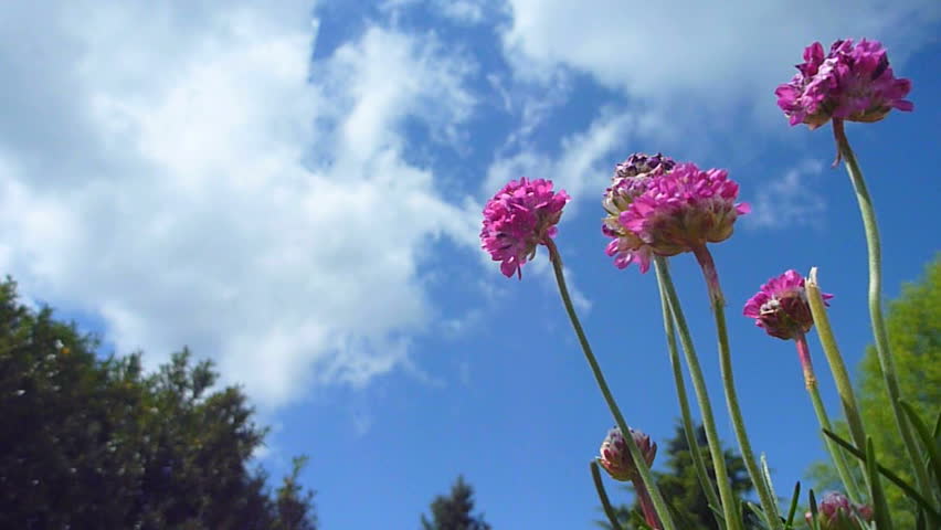 Clouds move fast with violet flowers from low angle in foreground on blue sky