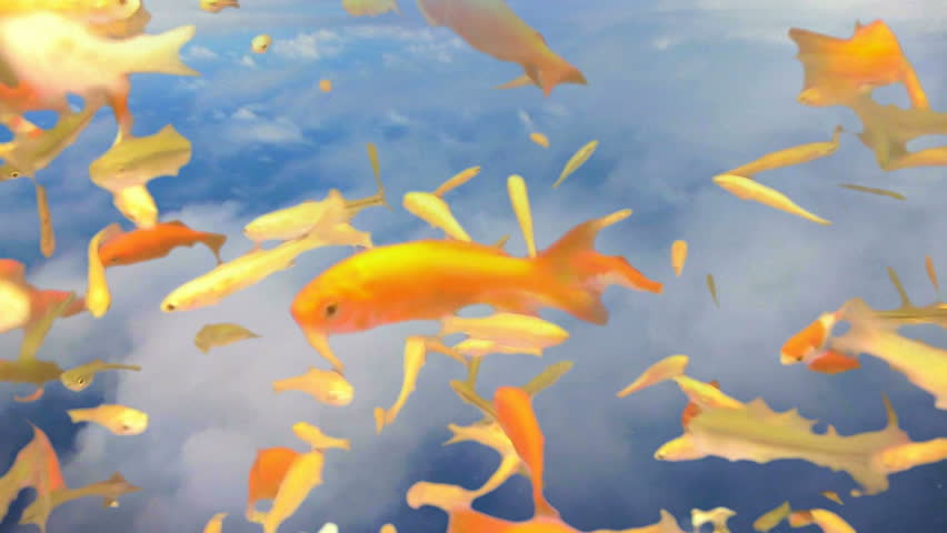 School of goldfish flying above the clouds special effect.