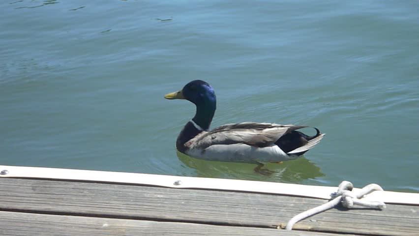 Series of clips with mallard duck swimming and walking on dock.