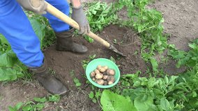countryman dig with rustic shovel potatoes in the bed in village. video clip.