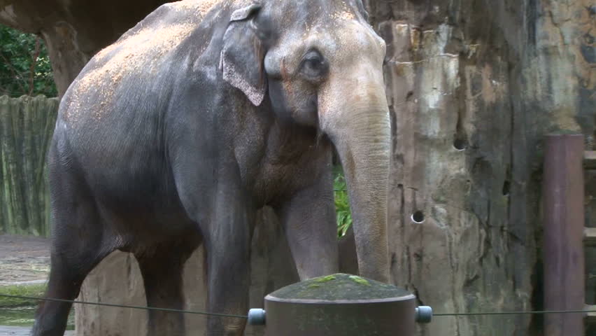 Large Asian elephant walks around at the zoo, tracking.