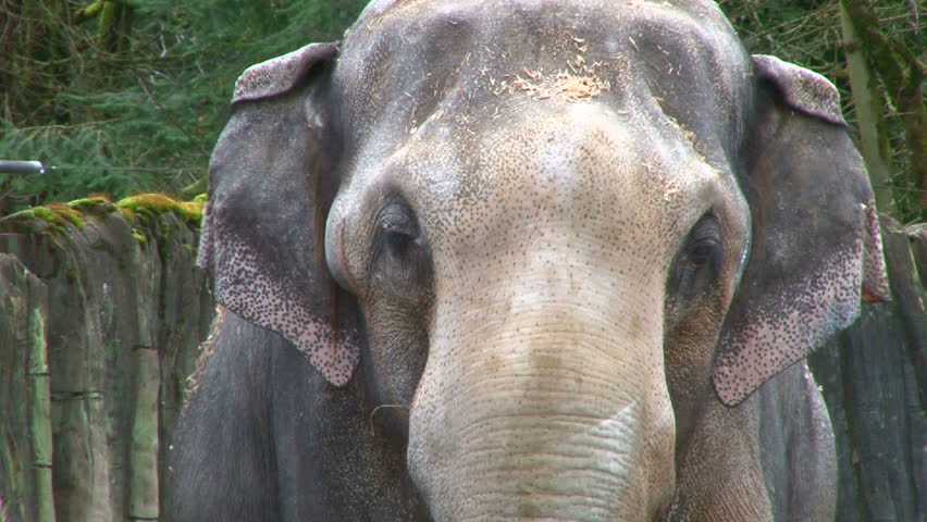 Large Asian elephant walks towards camera, two clips.