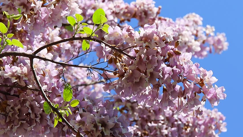 Paulownia Tomentosa Flowers Mooved By The Wind