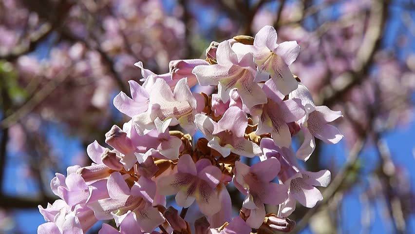 Paulownia Tomentosa Blossom Gently Mooved By The Wind Closeup