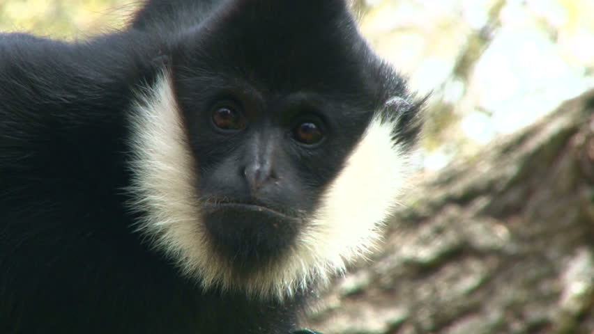 Francois langur monkey looks curiously into camera lens.