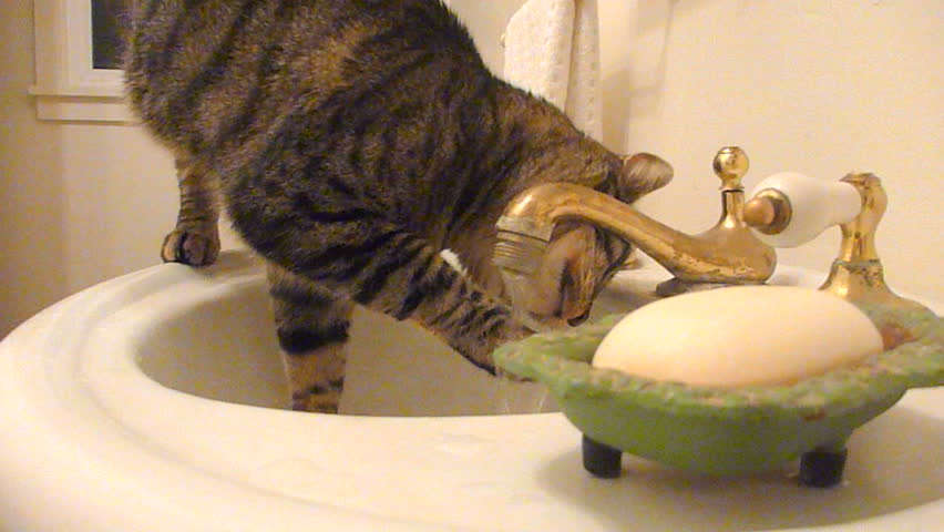 Three cats in bathroom jump up to the sink for a quenching drink.