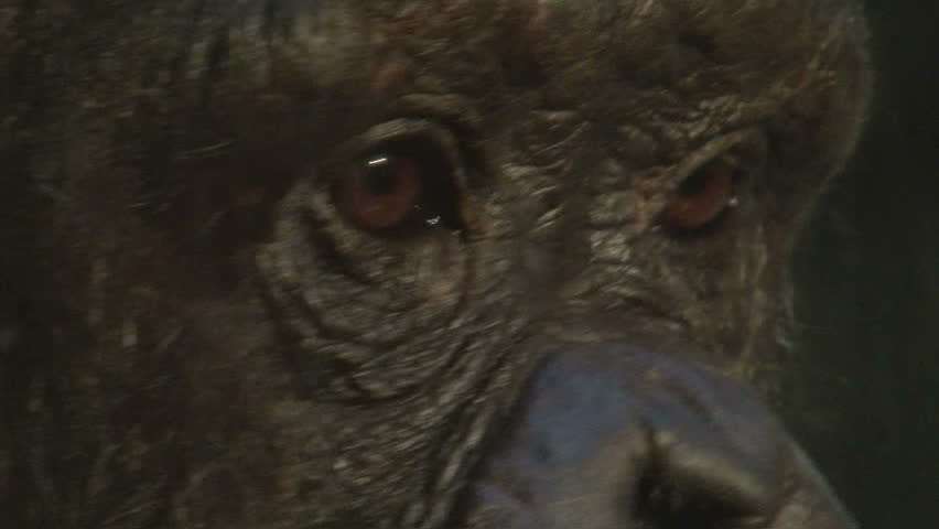Close up of the eyes of an elder chimpanzee.
