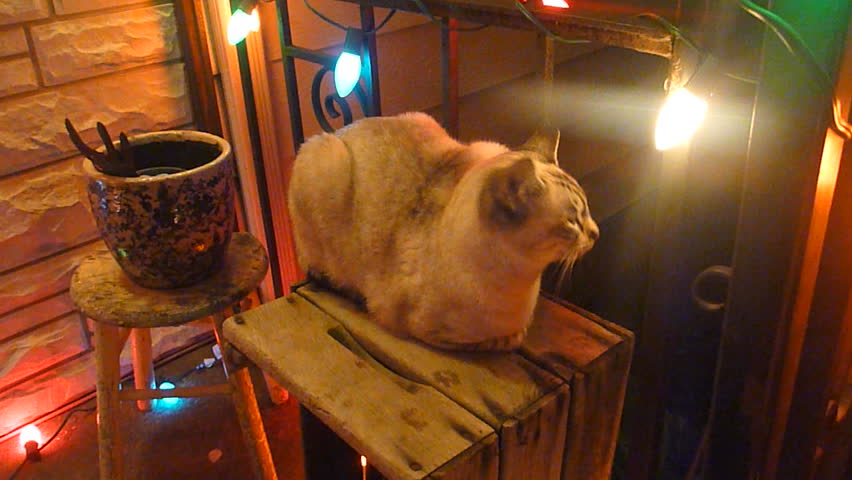 Curious cat plays with Christmas Lights at night.