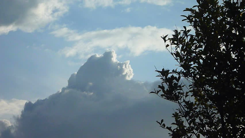 Large cumulus storm clouds build and tree blows in wind on partially blue sky