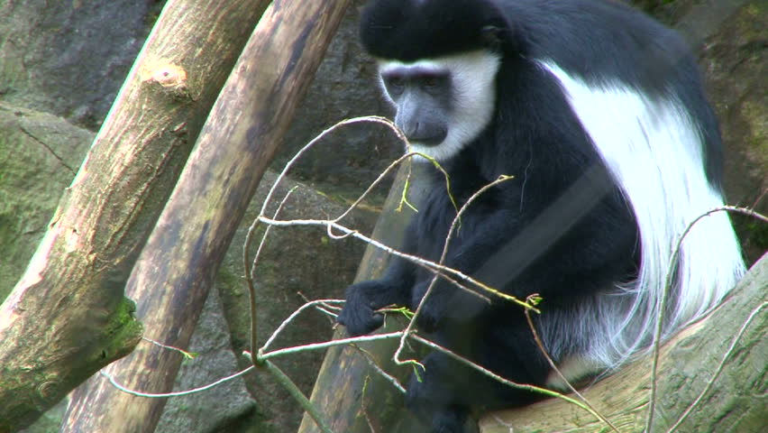 Colobus monkey eating from a nearby tree tilt up.