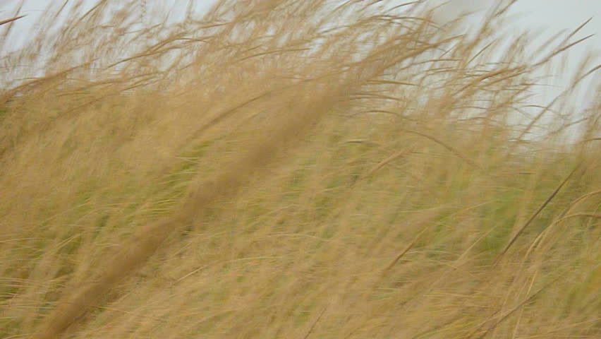High winds blow dune grasses near Pacific Ocean.