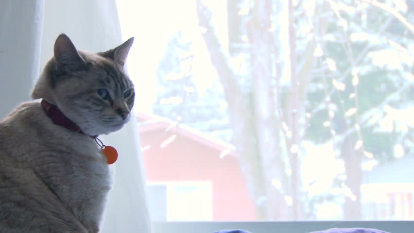Tired and cute house cat looks through window to the snow falling..