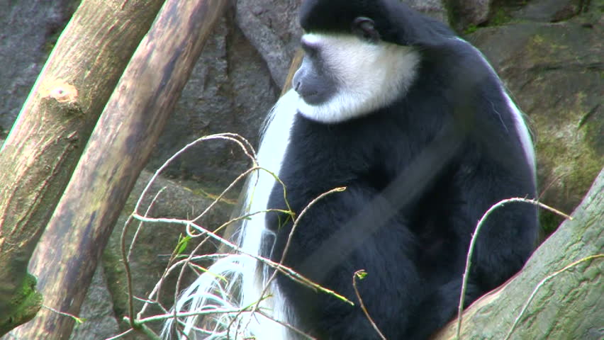 Colobus monkey shows teeth then eat from a nearby tree.