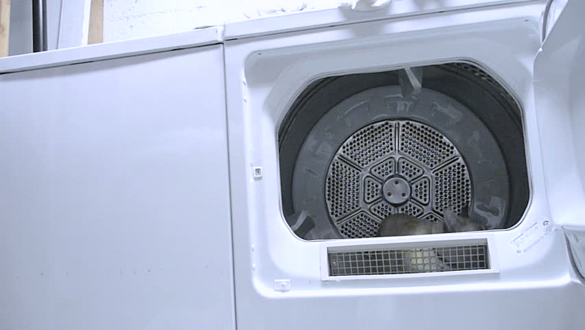 Cute white tabby kitten hides in laundry machine and jumps out.