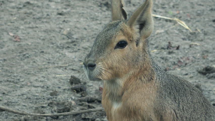 Patagonian mara ,Dolichotis patagonum as ,cavy,Handheld camera Balanced Steady shot 