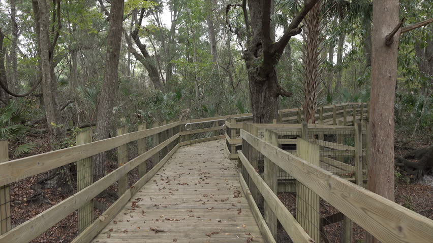 POV, Boardwalk amongst trees along Suwannee River, Florida, USA