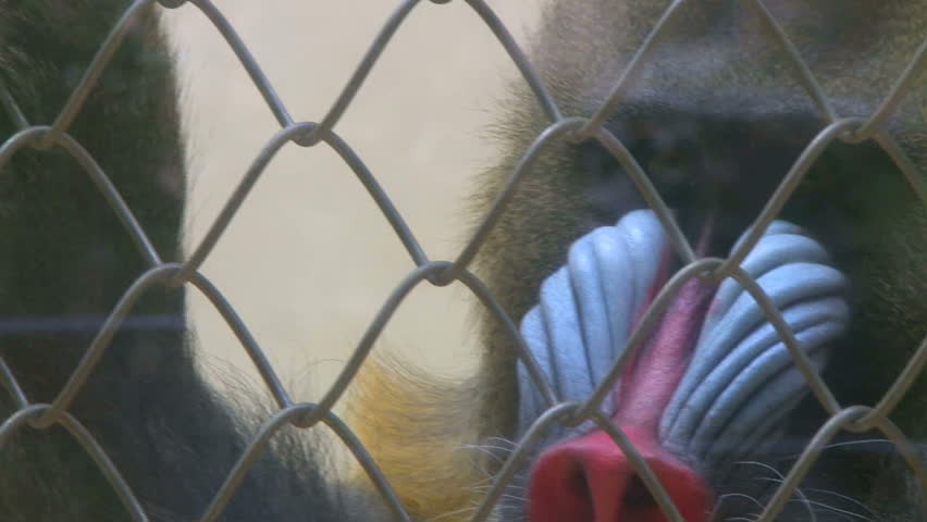 Mandrill monkey holds chain link fence and yawns at zoo.