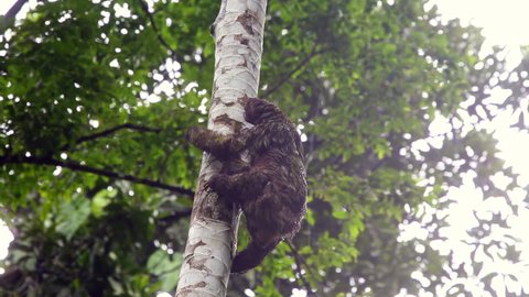 Three Toed Sloth climbing on a tree in Costa Rica