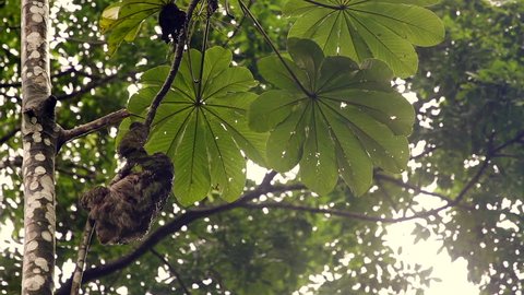 Three Toed Sloth climbing on a tree in Costa Rica