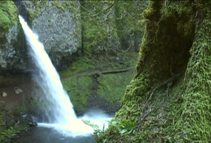 Beautiful Oregon waterfall in lush forest.