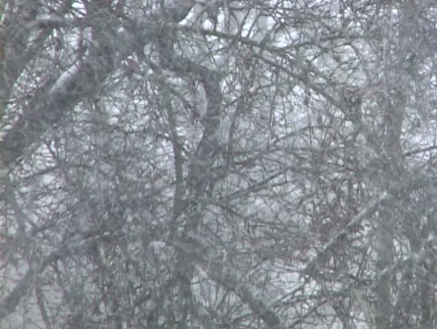 Snow steadily falling with trees in background.