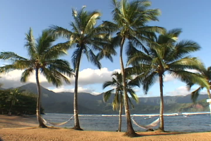 2 CLIPS - Series with great palm trees and hammock on beach in Kauai, Hawaii.