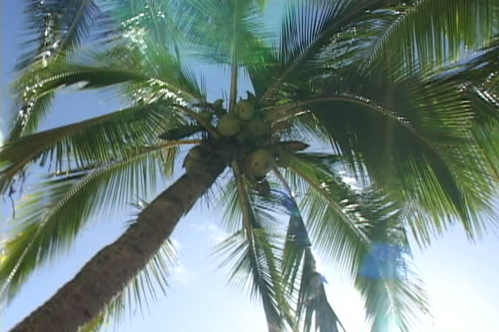 2 CLIPS - Series with palm tree in Kauai, Hawaii during beautiful day.