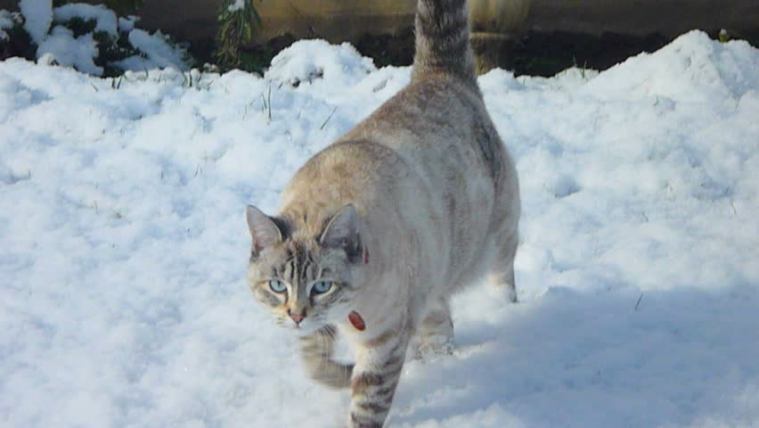 Cute, white cat with blue eyes walking in fresh snow.