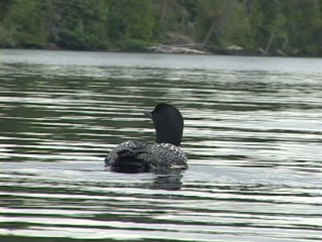 Common Loon in Minnesota and Canada Boundary Waters. More available in series.