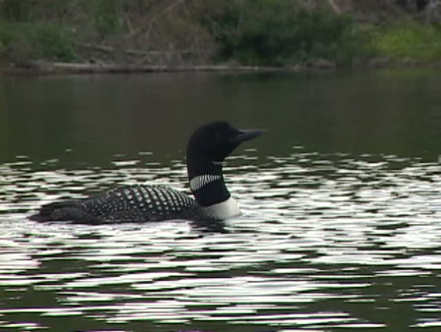 Multiple clips of the Common Loon in Minnesota and Canada Boundary Waters. More