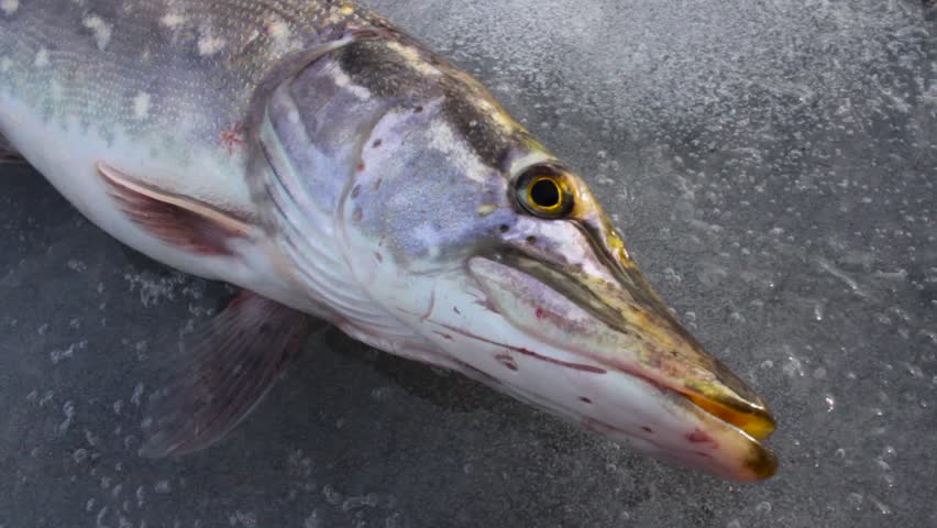 Close up of winter caught northen pike.