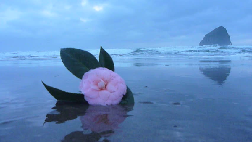 Flower rests on sandy beach as tide comes in from Pacific Ocean to carry it