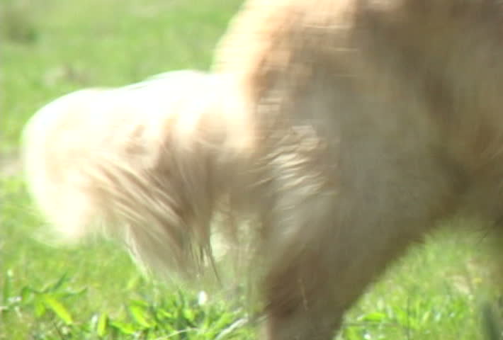 Multiple clips of various dogs running in Oregon park.