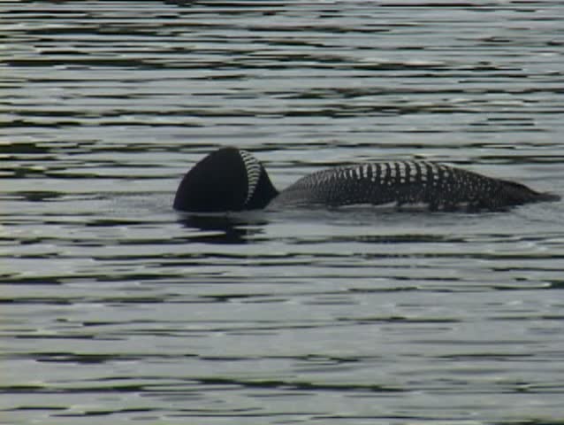 Common Loon in Minnesota and Canada Boundary Waters. More available in series.