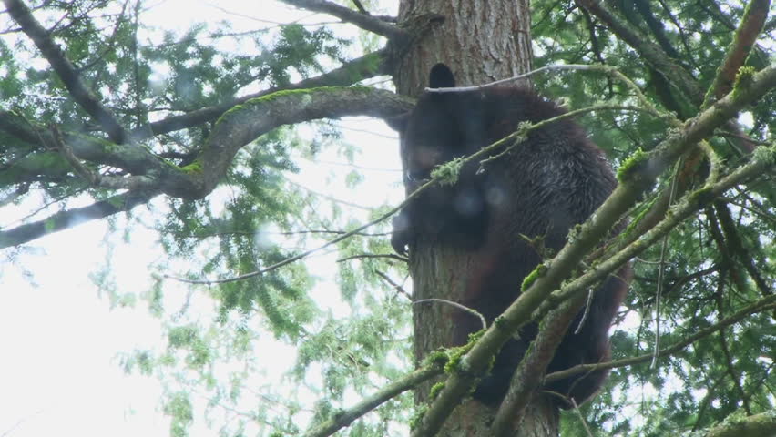 Large black bear climbing up tall evergreen tree, close up.